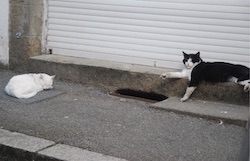 2 chats noir et blanc