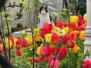 chat 3 couleurs-tulipes