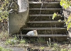 chat beige escalier