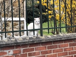 chat blanc jardin