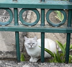 chat blanc racé