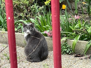 chat gris blanc jardin