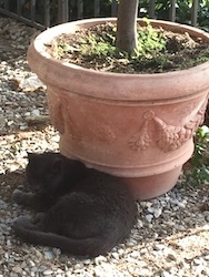 chat gris pot de fleur-0817
