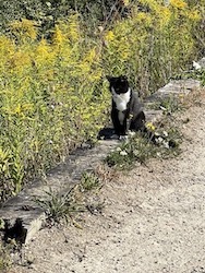 chat noir blanc-0822