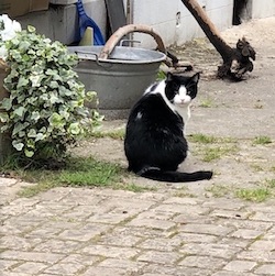 chat noir et blanc-0819
