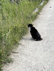 chat noir et blanc observe-insectes