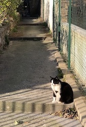 chat noir et blanc soleil-0320