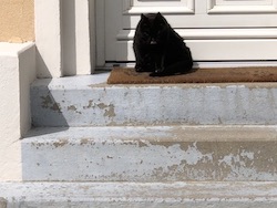 chat noir devant porte-0520