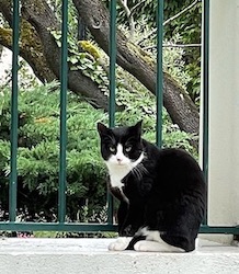 chat noir et blanc 0622