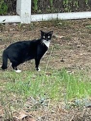chat noir et blanc parc-1022