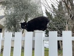 chat noir portail-0123