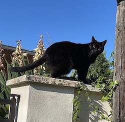 chat noir poteau 0422