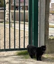 chat noir ecurie-0422