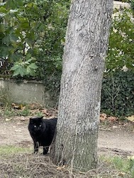 chat noir superbe-1022