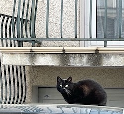 chat noir toit voiture-0422
