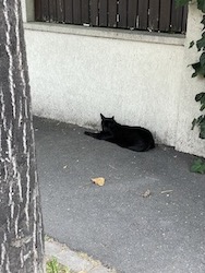 chat noir trottoir-0622