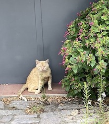 chat roux soleil-0721