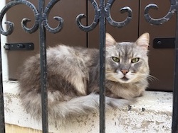 chat angora gris Venise