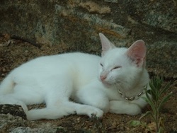 chat blanc bresil