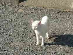 chat blanc sm2