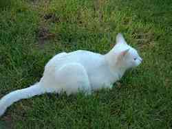 chat blanc sm3
