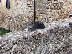 chat tigre-gris-italie