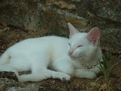 chat_blanc ilha-grande_2