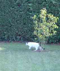 chat blanc jardin