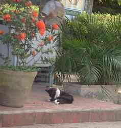 chat noir blanc jardim
