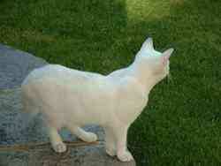 chaton blanc sm