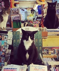 chats librairie