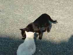 chats noir  blanc sm