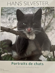 portraits de chats