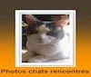 page-chats-rencontres