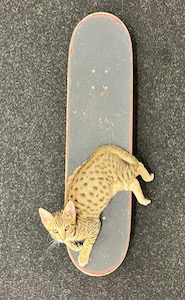 savannah sur skate